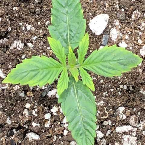 Northern Lights Auto (Seedsman) growlog timeline photo