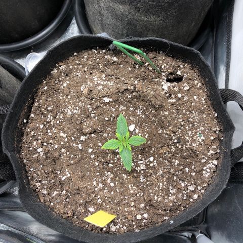 Northern Lights Auto (Seedsman) growlog timeline photo