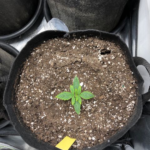 Northern Lights Auto (Seedsman) growlog timeline photo