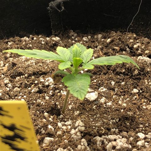 Northern Lights Auto (Seedsman) growlog timeline photo
