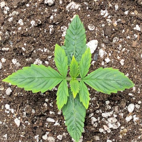 Northern Lights Auto (Seedsman) growlog timeline photo