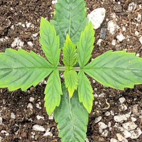 Northern Lights Auto (Seedsman) growlog timeline photo