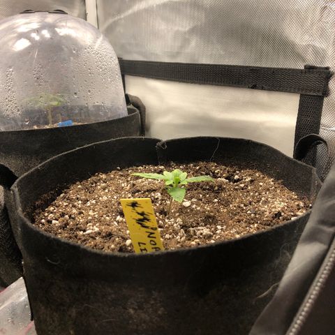 Northern Lights Auto (Seedsman) growlog timeline photo