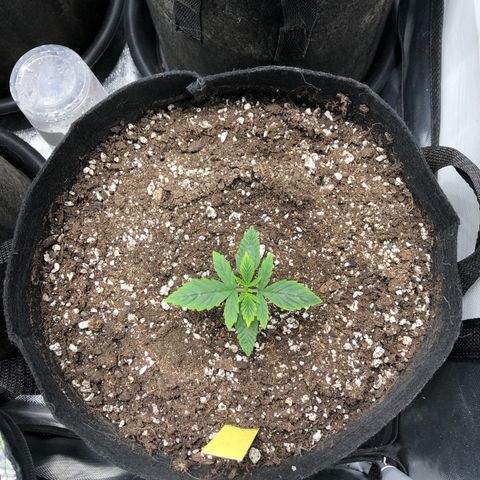 Northern Lights Auto (Seedsman) growlog timeline photo