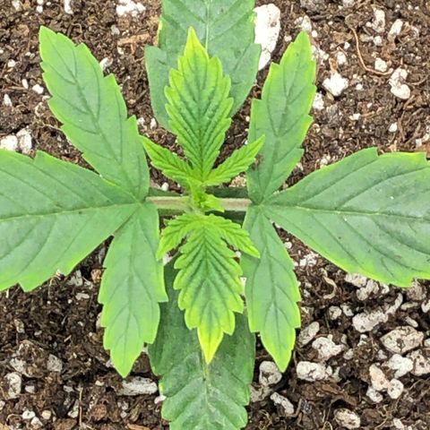 Northern Lights Auto (Seedsman) growlog timeline photo