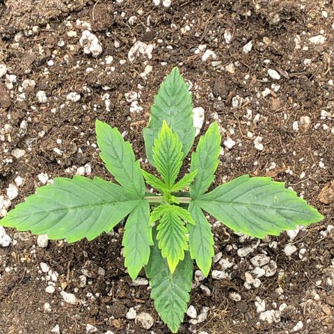 Northern Lights Auto (Seedsman) growlog timeline photo