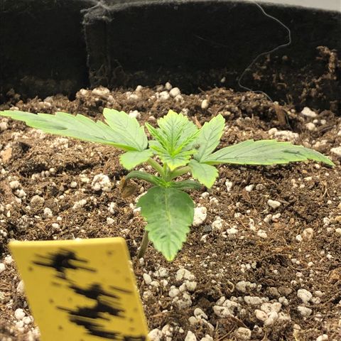 Northern Lights Auto (Seedsman) growlog timeline photo