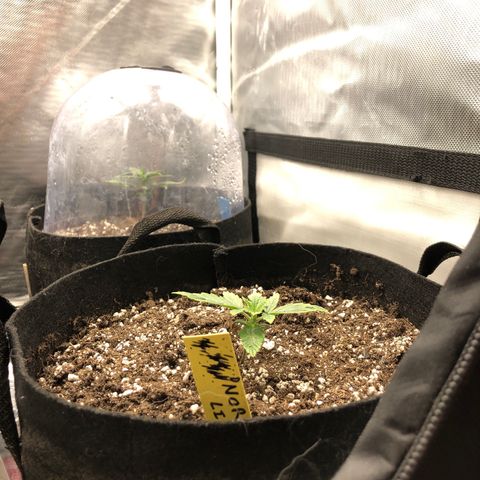 Northern Lights Auto (Seedsman) growlog timeline photo