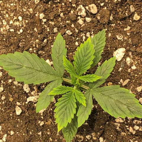 Northern Lights Auto (Seedsman) growlog timeline photo