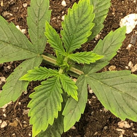 Northern Lights Auto (Seedsman) growlog timeline photo