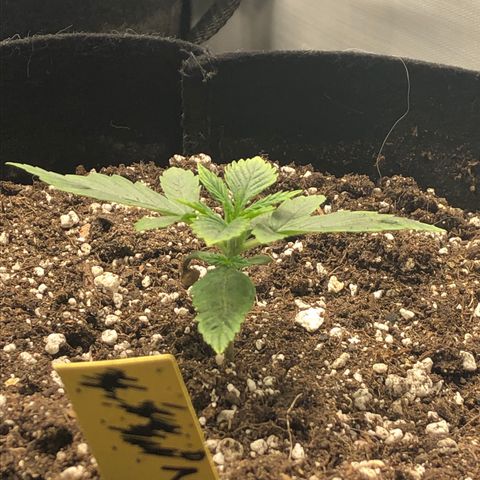 Northern Lights Auto (Seedsman) growlog timeline photo