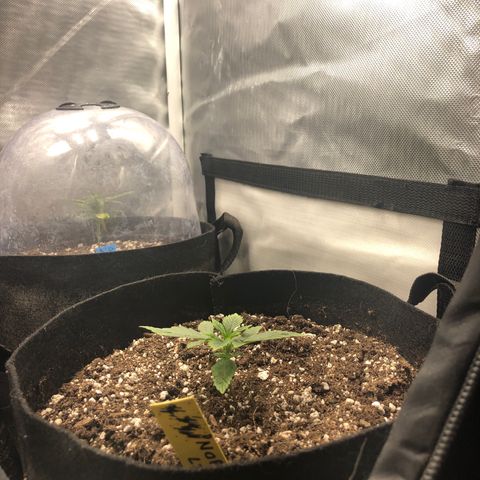 Northern Lights Auto (Seedsman) growlog timeline photo