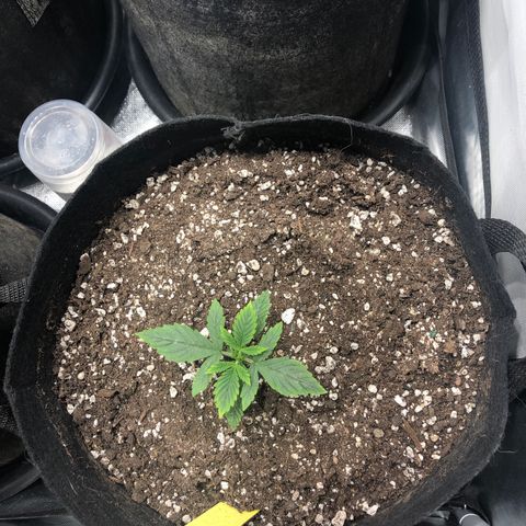 Northern Lights Auto (Seedsman) growlog timeline photo