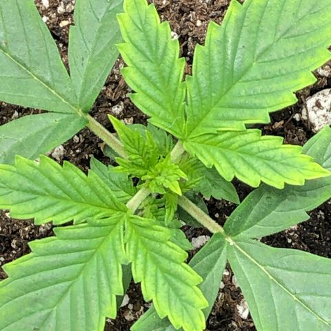 Northern Lights Auto (Seedsman) growlog timeline photo