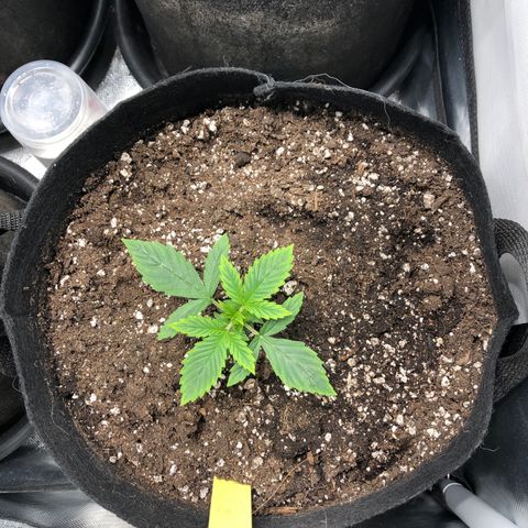 Northern Lights Auto (Seedsman) growlog timeline photo