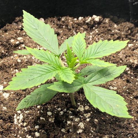Northern Lights Auto (Seedsman) growlog timeline photo