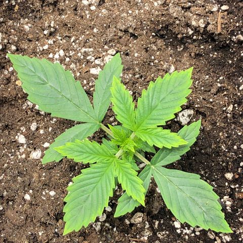 Northern Lights Auto (Seedsman) growlog timeline photo
