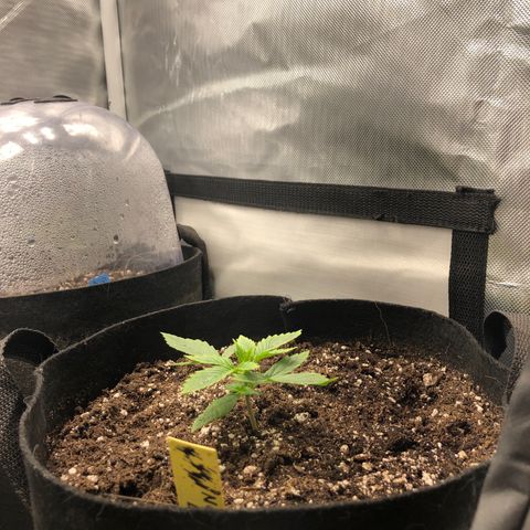 Northern Lights Auto (Seedsman) growlog timeline photo