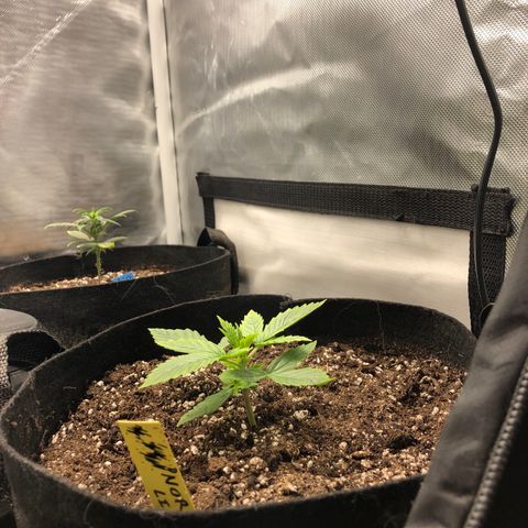 Northern Lights Auto (Seedsman) growlog timeline photo