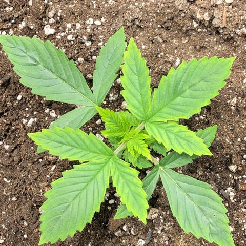 Northern Lights Auto (Seedsman) growlog timeline photo