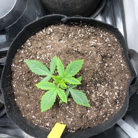 Northern Lights Auto (Seedsman) growlog timeline photo