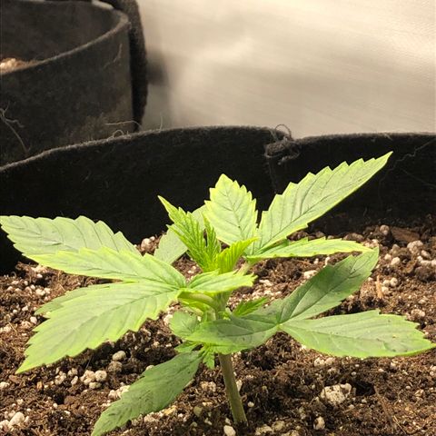 Northern Lights Auto (Seedsman) growlog timeline photo
