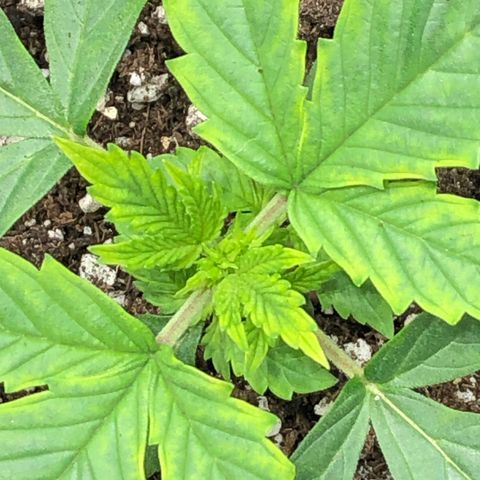Northern Lights Auto (Seedsman) growlog timeline photo