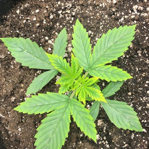 Northern Lights Auto (Seedsman) growlog timeline photo