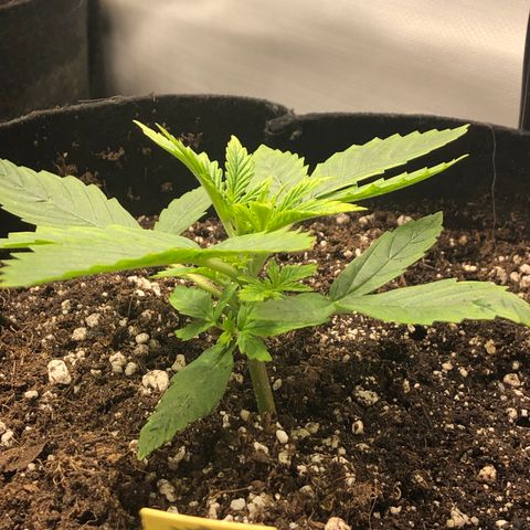 Northern Lights Auto (Seedsman) growlog timeline photo