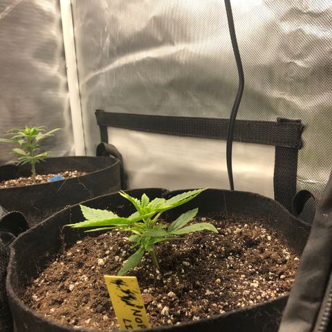 Northern Lights Auto (Seedsman) growlog timeline photo