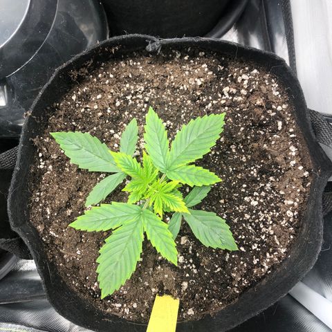 Northern Lights Auto (Seedsman) growlog timeline photo