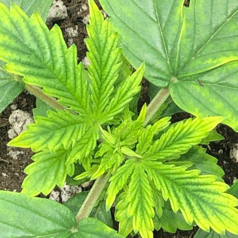 Northern Lights Auto (Seedsman) growlog timeline photo