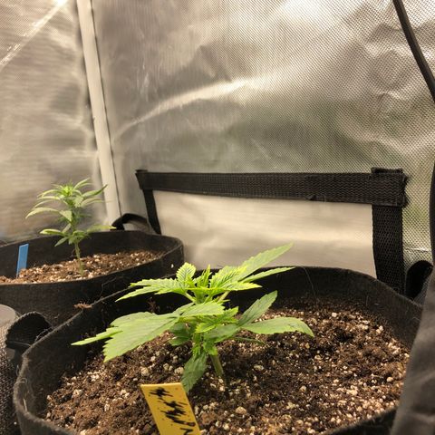 Northern Lights Auto (Seedsman) growlog timeline photo