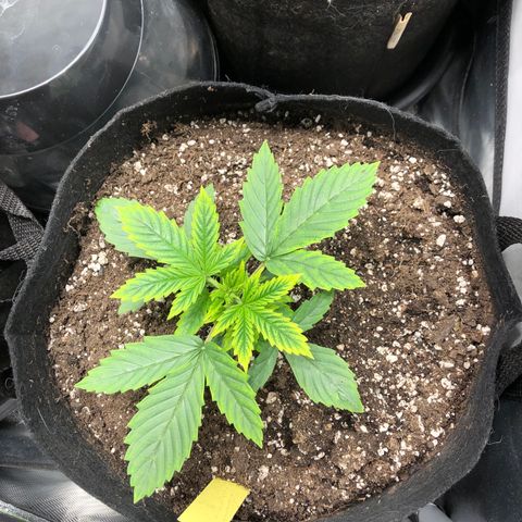 Northern Lights Auto (Seedsman) growlog timeline photo