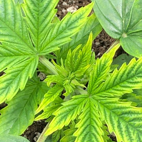 Northern Lights Auto (Seedsman) growlog timeline photo