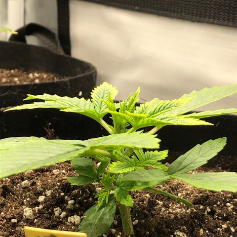 Northern Lights Auto (Seedsman) growlog timeline photo