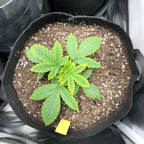 Northern Lights Auto (Seedsman) growlog timeline photo