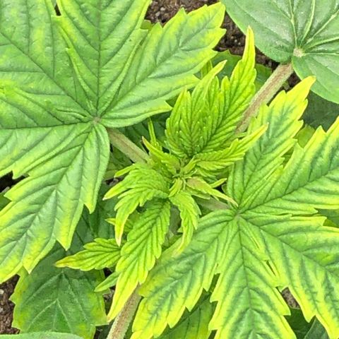 Northern Lights Auto (Seedsman) growlog timeline photo