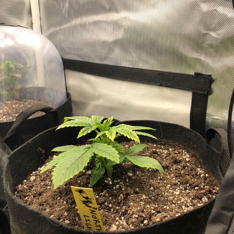 Northern Lights Auto (Seedsman) growlog timeline photo