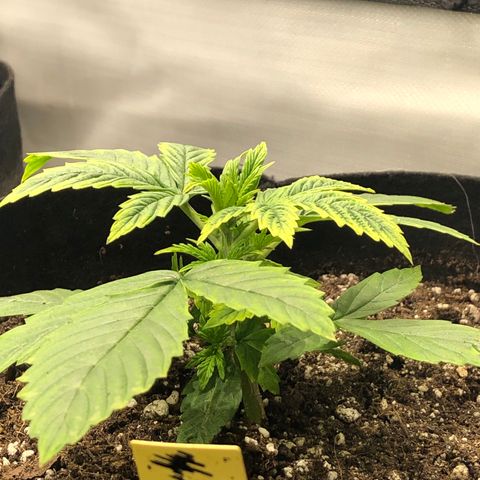Northern Lights Auto (Seedsman) growlog timeline photo
