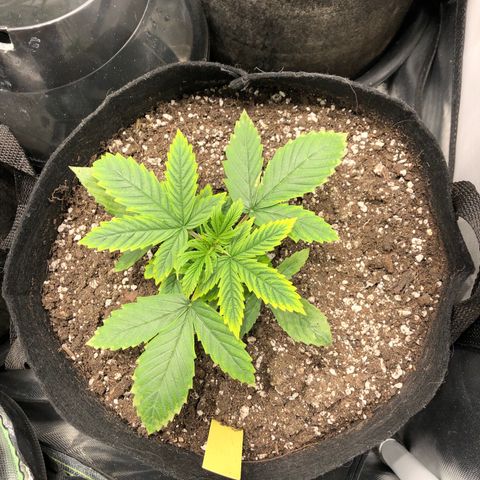 Northern Lights Auto (Seedsman) growlog timeline photo