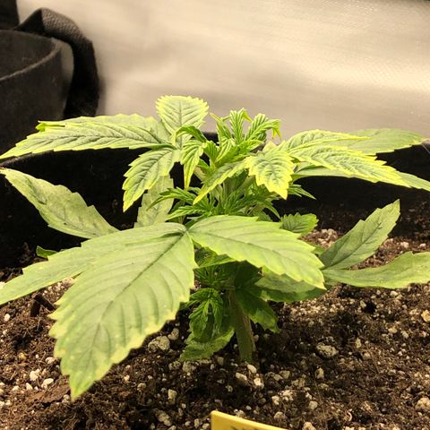 Northern Lights Auto (Seedsman) growlog timeline photo