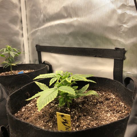 Northern Lights Auto (Seedsman) growlog timeline photo