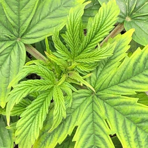Northern Lights Auto (Seedsman) growlog timeline photo