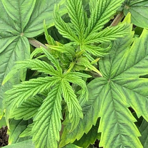 Northern Lights Auto (Seedsman) growlog timeline photo