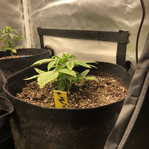 Northern Lights Auto (Seedsman) growlog timeline photo