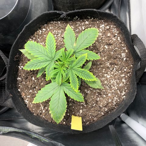Northern Lights Auto (Seedsman) growlog timeline photo