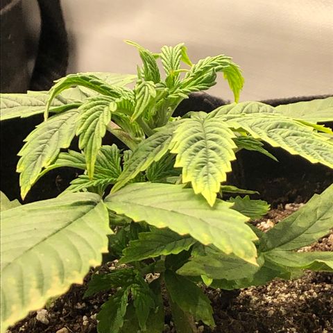 Northern Lights Auto (Seedsman) growlog timeline photo