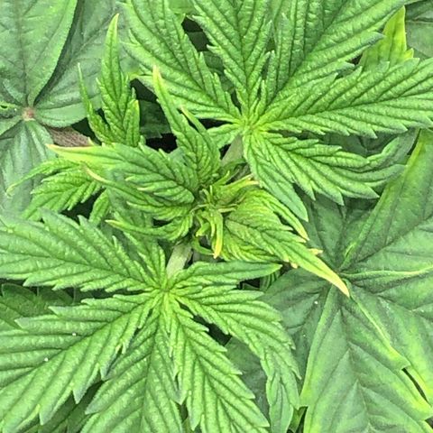 Northern Lights Auto (Seedsman) growlog timeline photo