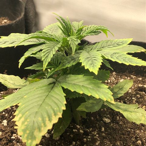 Northern Lights Auto (Seedsman) growlog timeline photo